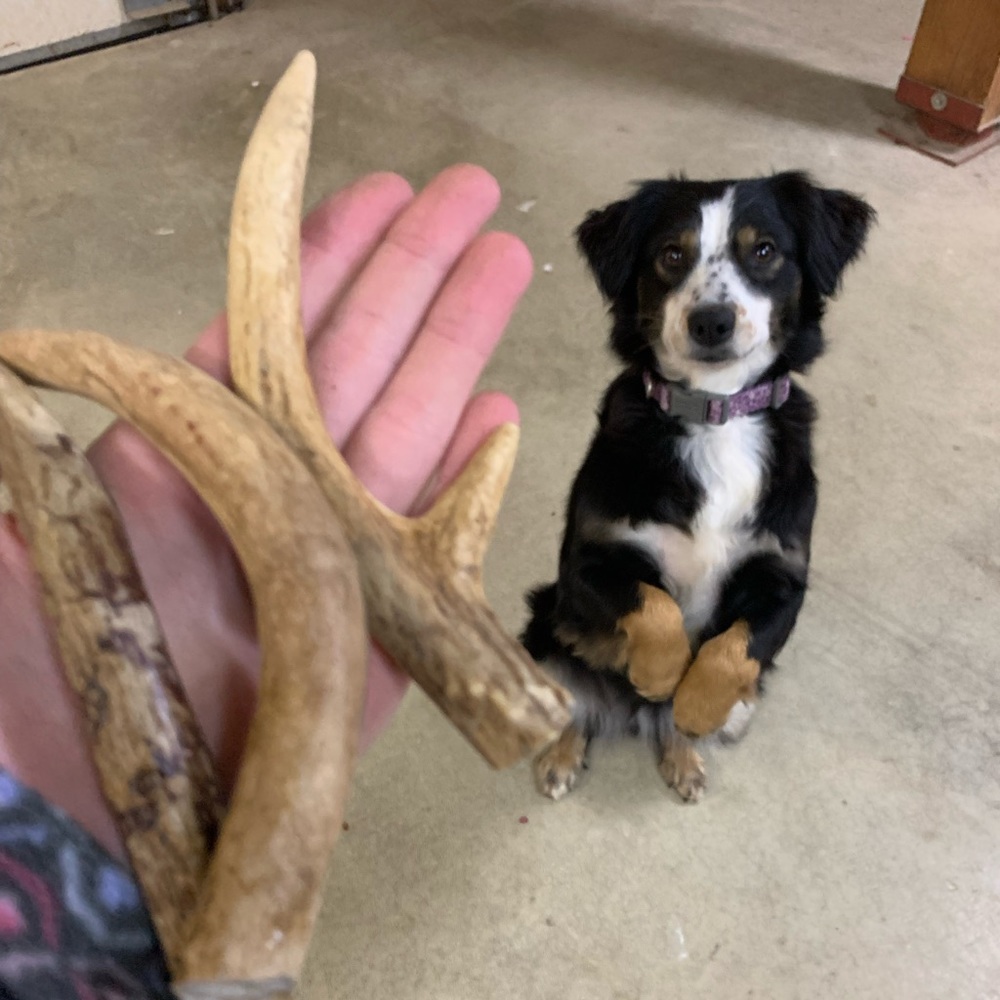 DEER ANTLERS for your PUPS